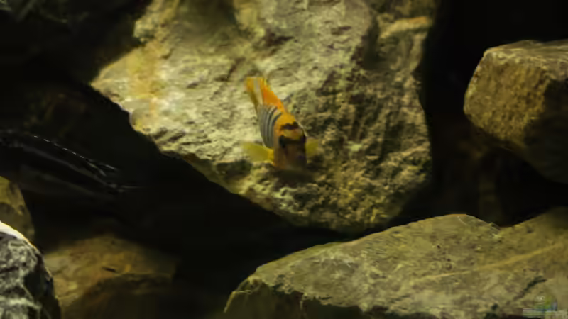 Labidochromis hongi ´red top´ von Poybuna (24)