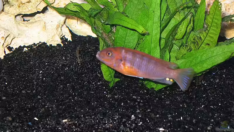 Labidochromis Hongi Red Top von Stefan Müller (20)