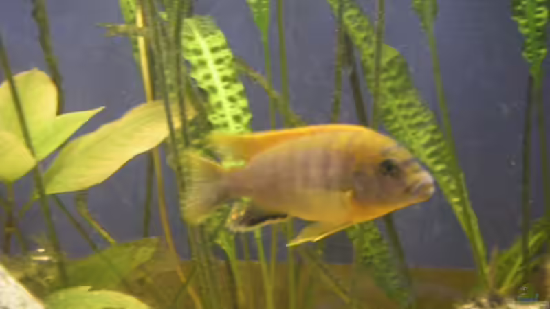 Labidochromis hongi red top von Thomas Schlechter (11)