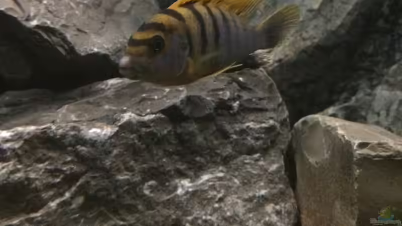 Labidochromis Hongi Red Top von Tobias.Neher (63)