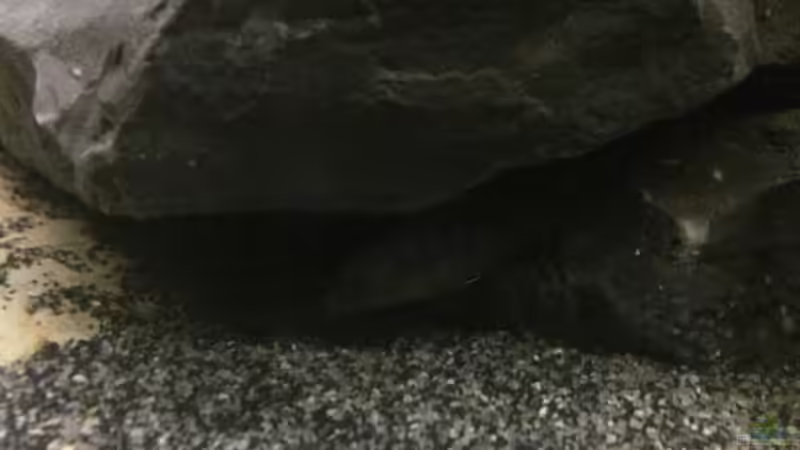 Labidochromis Hongi Red Top von Tobias.Neher (65)