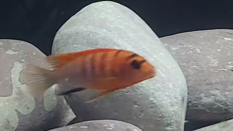 Labidochromis hongi Sweden 19.09.2026 von Matthias Dulleck (5)