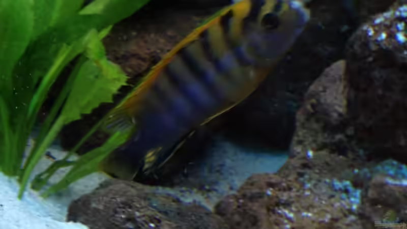 Labidochromis Hongi von Alexander Mayer (32)