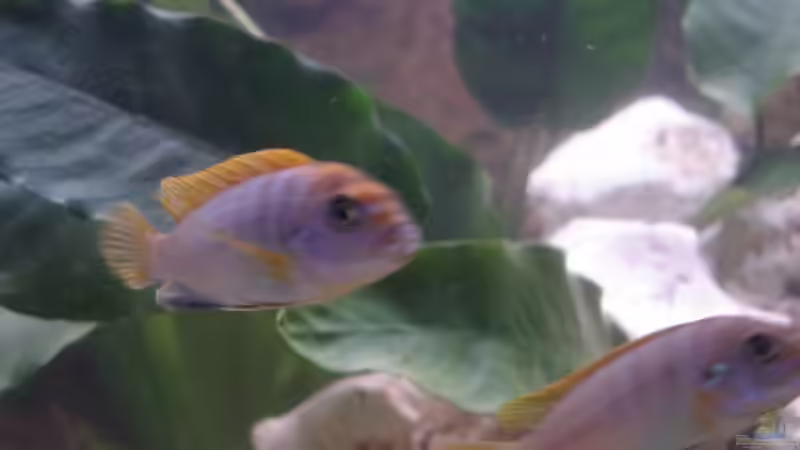 Labidochromis hongi von Florian Frank (14)