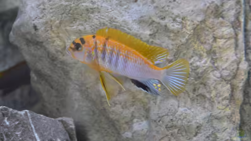 labidochromis hongi von Malawi-Zizou (10)