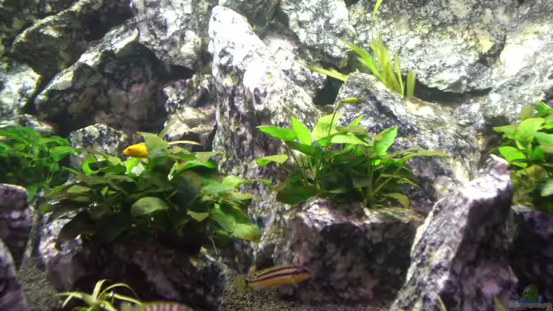 Labidochromis Hongi von Markus Maier (39)