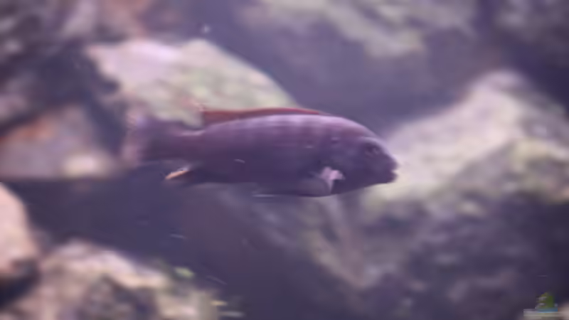 Labidochromis hongi (w) von bl@cky is b@ck (15)