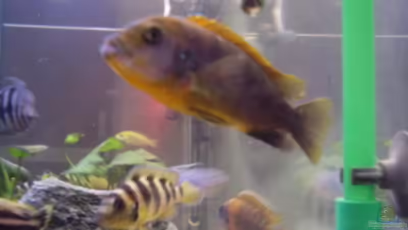 Labidochromis Hongi (w) von LaChica (19)