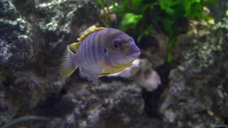 Labidochromis Hongi w von Steffen Böhm (13)