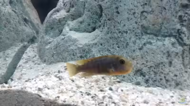 Labidochromis hongi w von Tom (13)