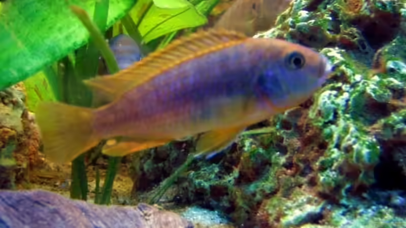 labidochromis hongi Weibchen  von Dennis V12 (28)