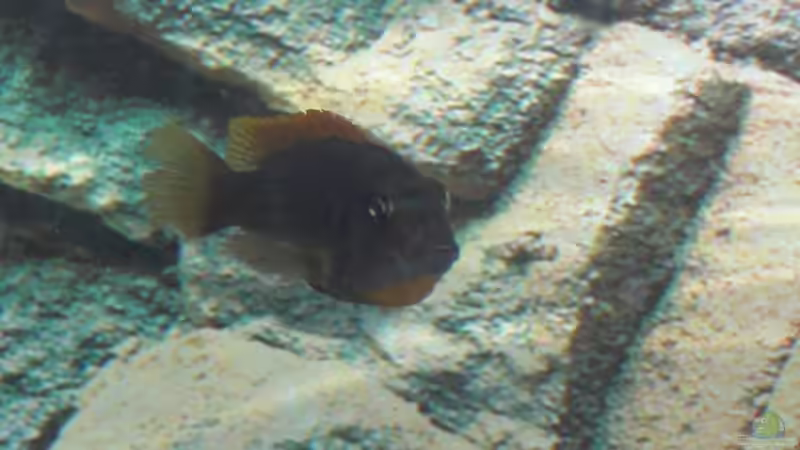 Labidochromis Hongi weibchen mit Eier im Maul von Malawi TOM (66)