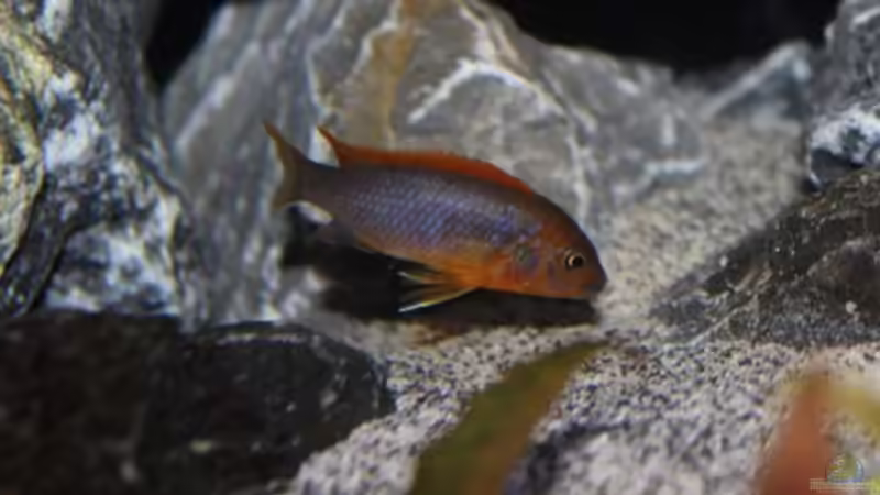 Labidochromis Hongi Weibchen von Carsten Peters (29)