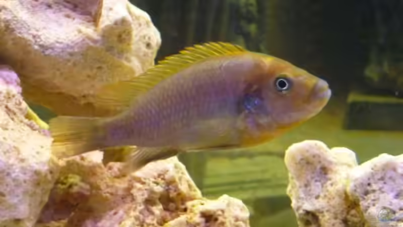 Labidochromis Hongi *Weibchen* von Cichli (6)
