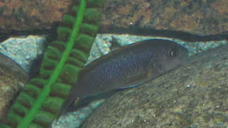 Labidochromis hongi weibchen von Malawi TOM (54)
