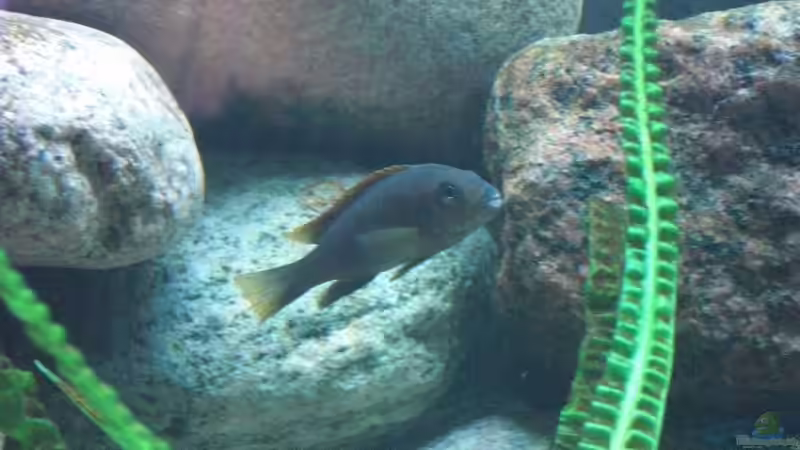 Labidochromis hongi weibchen von Malawi TOM (56)