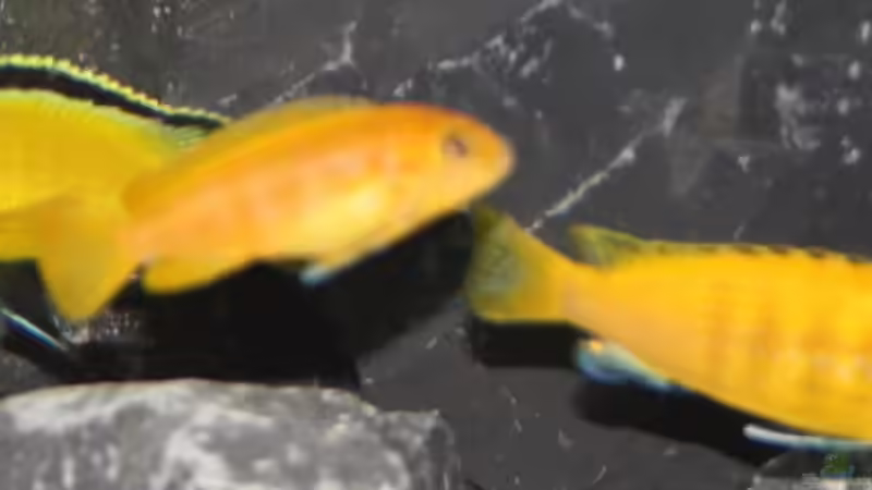 Labidochromis ´irgendwie-nicht-so-gelb-Yellow´ von JörgsMalawis (62)