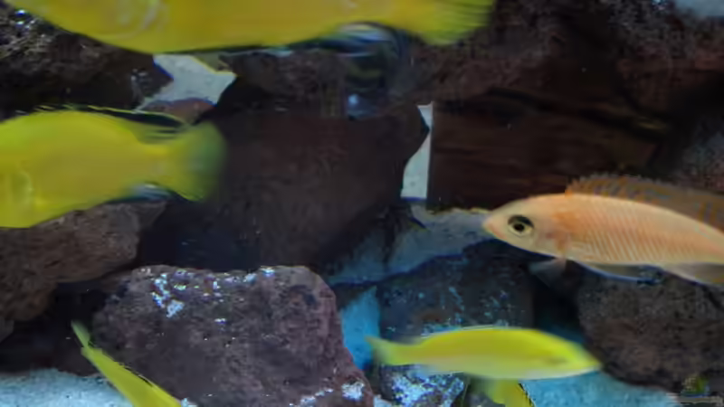 Labidochromis Jungen und Fire Fish Weibchen von Alexander Mayer (33)