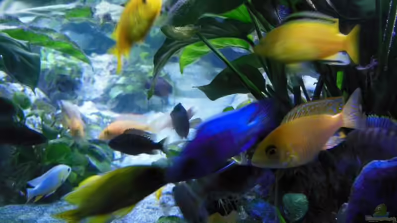 Labidochromis kakusa 2 von tomwu (43)