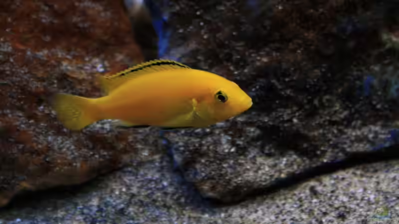 Labidochromis Kakusa Bock von Florian Bandhauer (89)