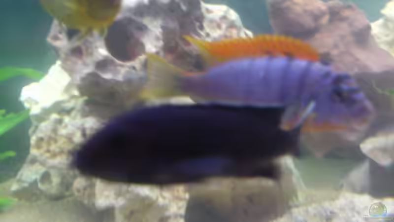 Labidochromis maculicauda im Aquarium halten (Einrichtungsbeispiele für Labidochromis maculicauda)