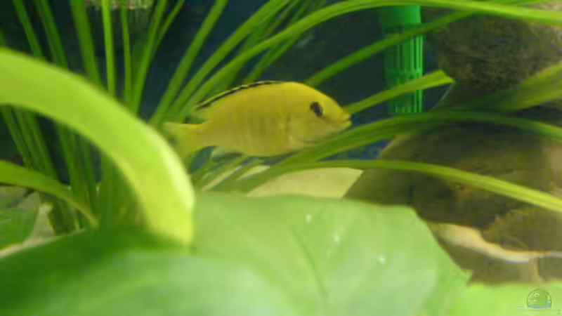 Labidochromis Männchen von t-time (17)