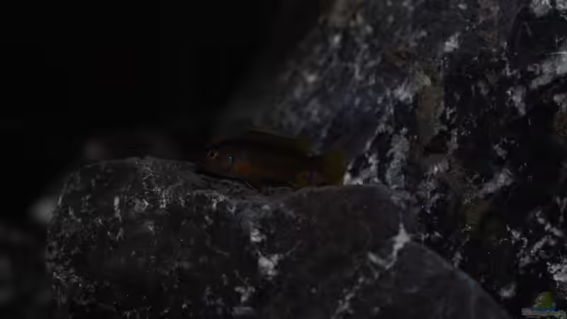 Labidochromis Mbamba Bay ca. 3cm von Mondamin (40)