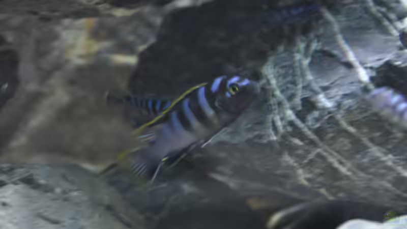 Labidochromis Mbamba Bay (m) von SirHawkman (3)