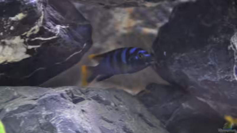 Labidochromis Mbamba Bay (m) von SirHawkman (5)