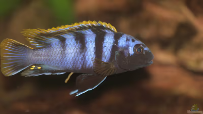 Labidochromis Mbamba Bay von Oliver Köthe (1)