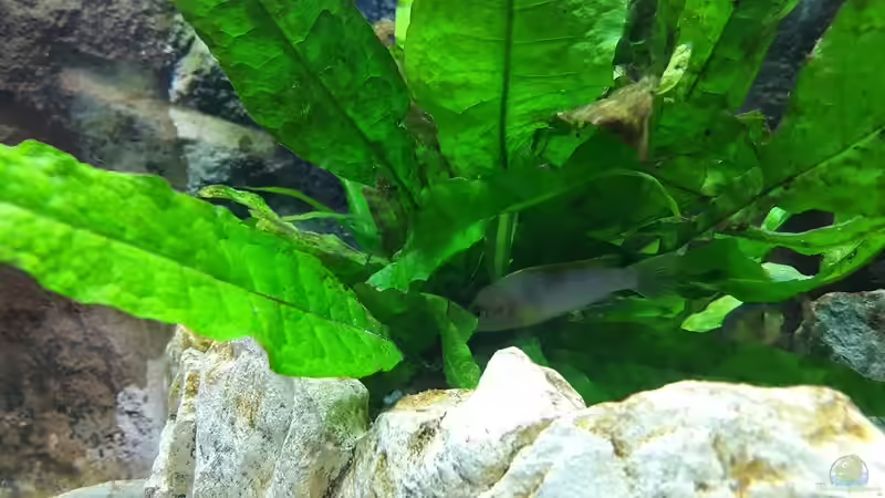 Labidochromis Mbamba eine Stunde nach dem Einsetzen, unter der Java Farn von Malawi Zürich (18)