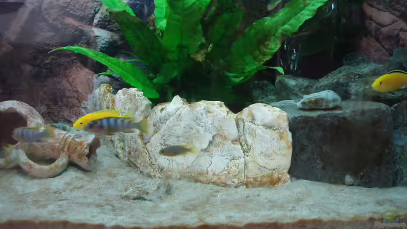 Labidochromis Mbamba und Yellow friedlich nebeneinander von Malawi Zürich (30)