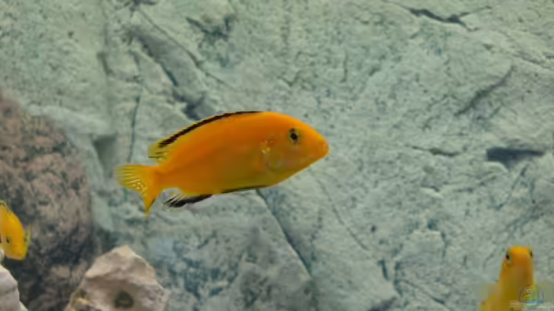 Labidochromis Nahaufnahme von Kai Verholen (8)