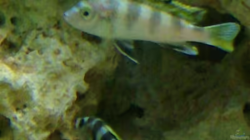 Labidochromis ´Perlmutt´ m + w von MiCa (6)