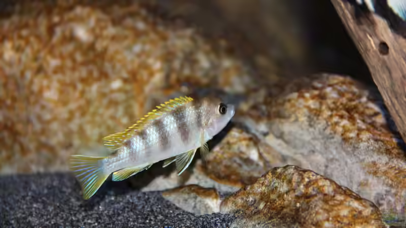 Einrichtungsbeispiele für Aquarien mit Labidochromis sp. perlmutt