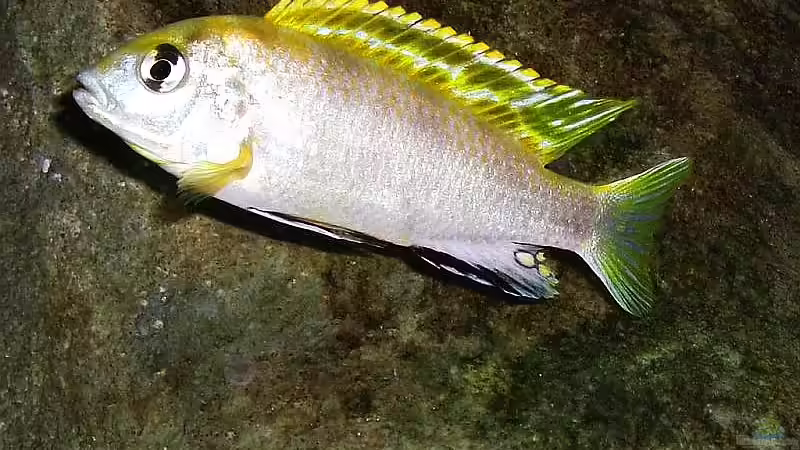 Labidochromis Perlmutt (male) von jankov (25)