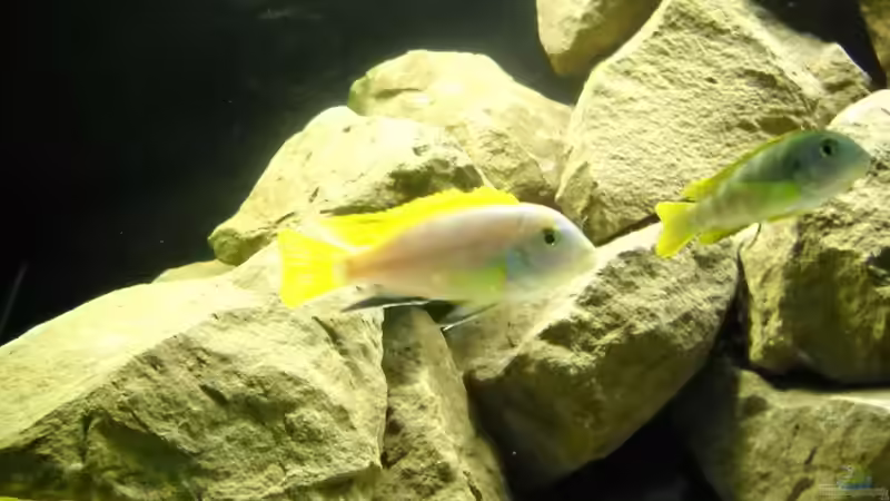 Labidochromis ´perlmutt´ Pärchen von Flossenbeschauer (16)