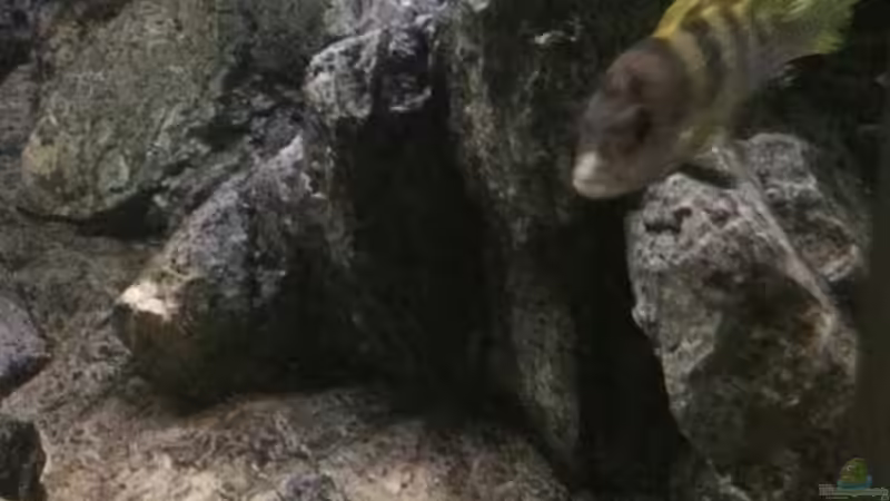 Labidochromis perlmutt von Tobias.Neher (56)