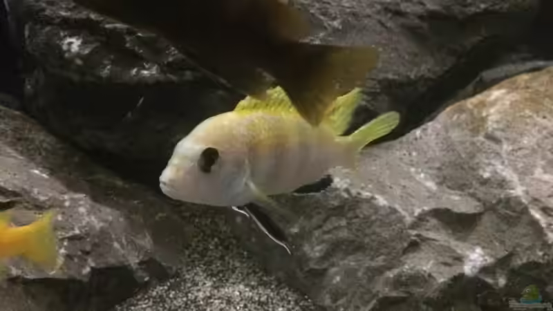 Labidochromis perlmutt von Tobias.Neher (57)