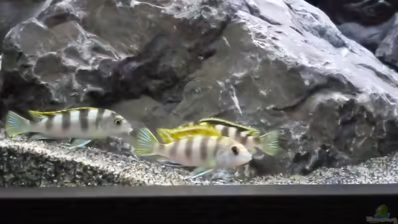 Labidochromis perlmutt von Tobias.Neher (61)