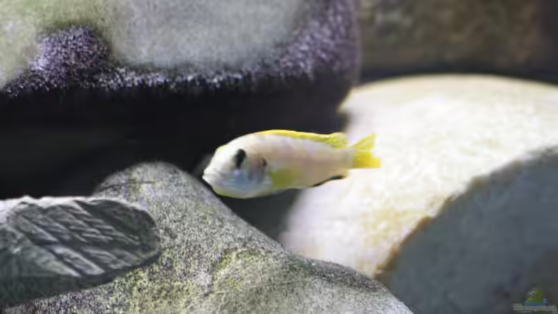 Labidochromis perlmutt von tolschy (15)