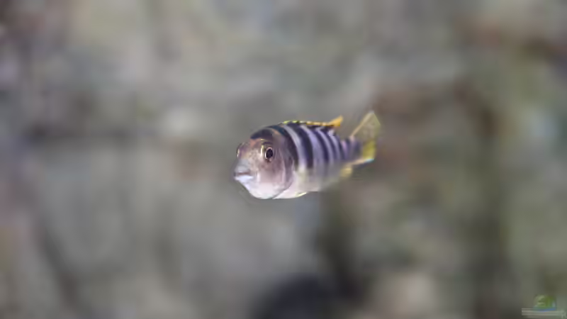 Labidochromis perlmutt Weibchen von Sebastian O. (92)