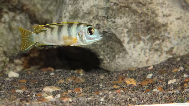 Labidochromis perlmutt Weibchen von Sebastian O. (98)