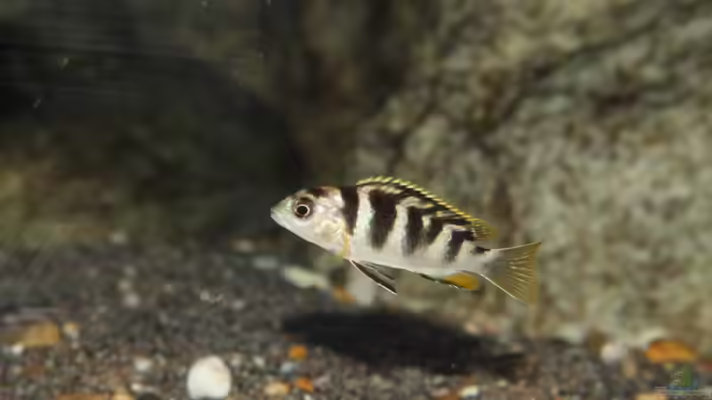 Einrichtungsbeispiele für Aquarien mit Labidochromis sp. perlmutt