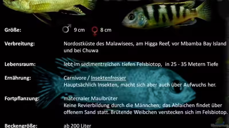 Einrichtungsbeispiele für Aquarien mit Labidochromis sp. perlmutt