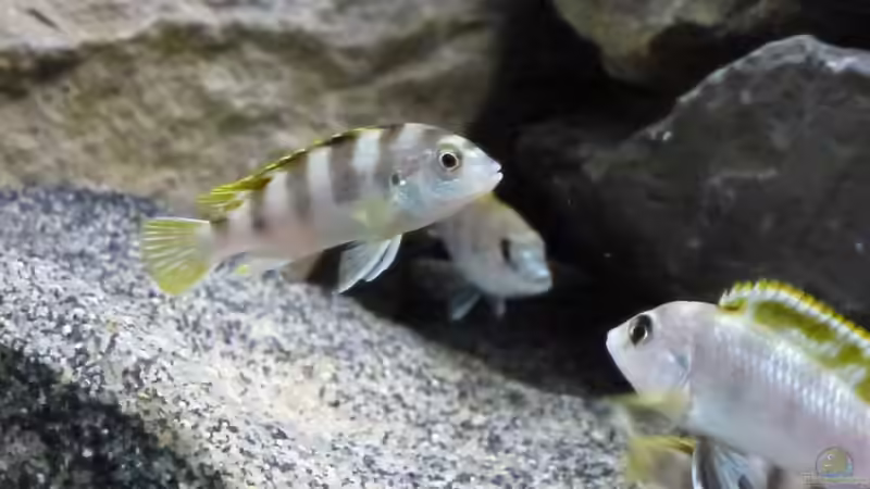 Einrichtungsbeispiele für Aquarien mit Labidochromis sp. perlmutt