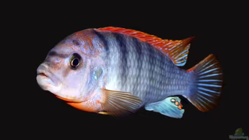 Labidochromis Red Top Hongi M von meerwasser-gb (29)