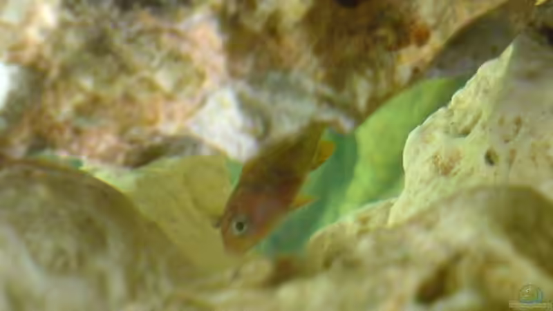 Labidochromis Red Top Hongi Nachwuchs von Conny Stähr & Marcus Schnieders (11)