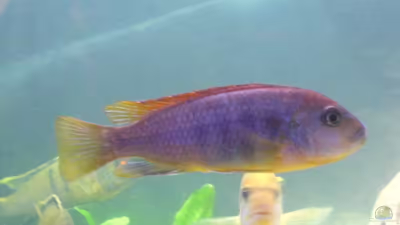 Labidochromis Red Top Hongi von Conny Stähr & Marcus Schnieders (7)