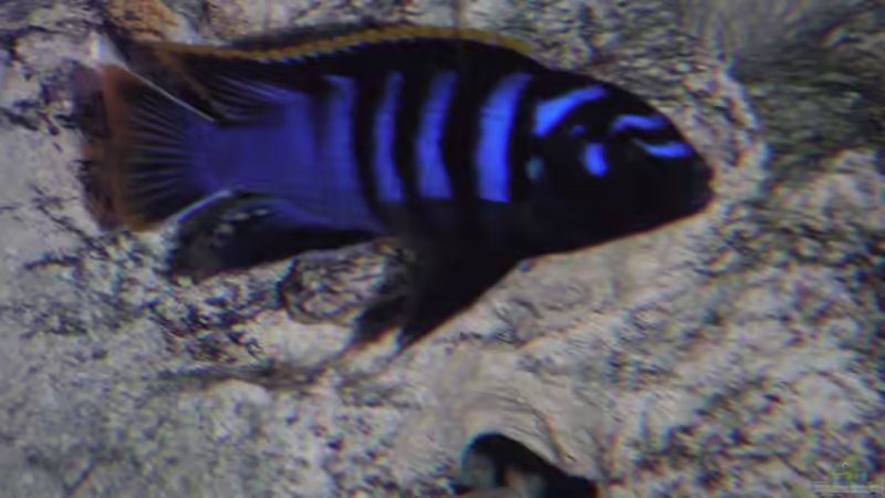 Labidochromis Red Top Mbamba Bay Männchen von malawi-fish (19)